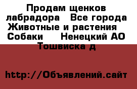 Продам щенков лабрадора - Все города Животные и растения » Собаки   . Ненецкий АО,Тошвиска д.